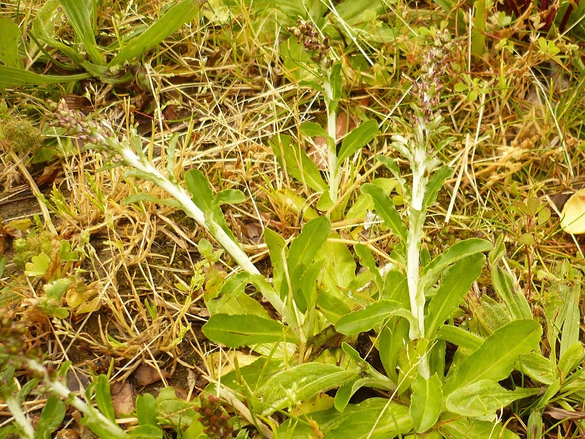 Gnaphalium coarctatum (Asteraceae)